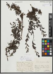 Foto von Salix retusa L.